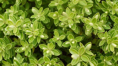 Full frame of leaves