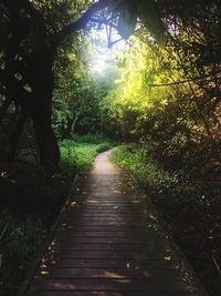 Dirt road amidst trees in forest