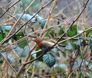 Close-up of bird perching on tree