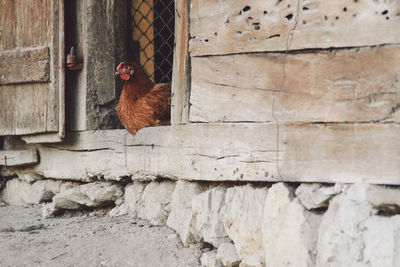 Hen sitting on doorway of barn