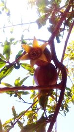 Low angle view of tree