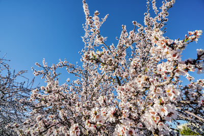 Low angle view of cherry blossom tree against clear blue sky