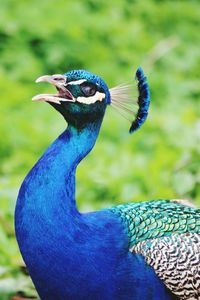 Close-up of a peacock