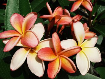 Close-up of frangipani blooming outdoors