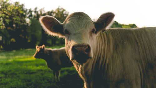 Portrait of cow on field