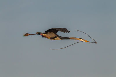 Low angle view of bird with plant flying against clear sky