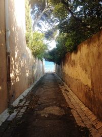 Narrow walkway along trees