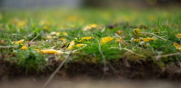 Close-up of yellow plant on field