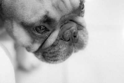 Portrait of a dog