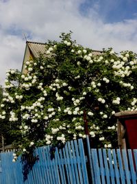 Low angle view of flowers against sky