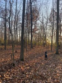 View of dog in forest during autumn