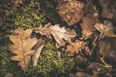 High angle view of dry maple leaves on tree