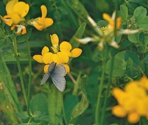 Close-up of yellow flowers