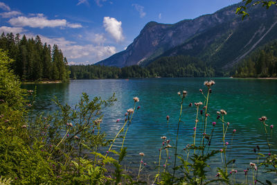 Beautiful view of lake tovel, the largest of all natural lakes in trentino