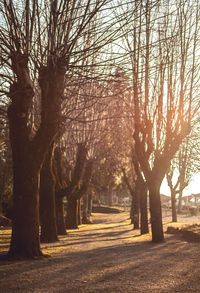 Footpath amidst trees in park