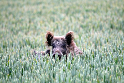 Wild boar lying amidst plants growing on field