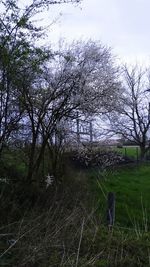 Bare trees on field against sky