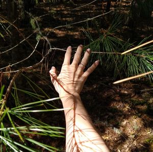 Close-up of hand on plant