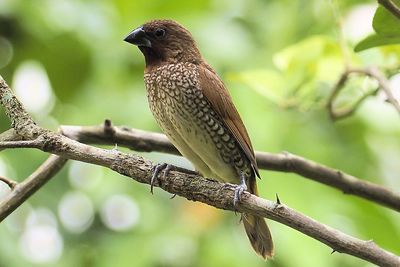 Close-up of bird perching on branch