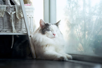 Cat sitting by window 