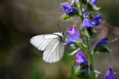 Close-up of butterfly pollinating on purple flower