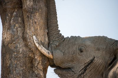 Close-up of elephant