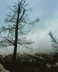 Bare tree in forest against sky