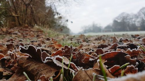 Close-up of autumn leaves