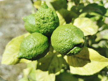 Close-up of fresh green plant