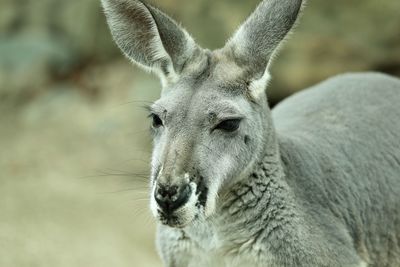 Close-up of deer