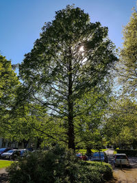 Trees on sunny day