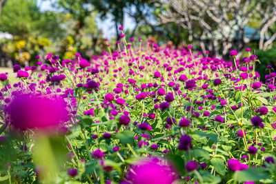 Close-up of pink flowering plants in park