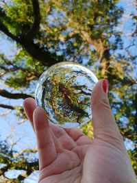 Close-up of human hand holding crystal ball against tree