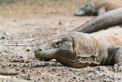 Close-up of lizard on sand