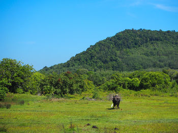 View of a horse on field