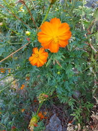 High angle view of orange flowering plant