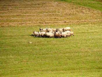 View of sheep on field