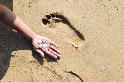 High angle view of hand feeding on sand at beach