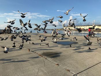 Flock of birds on street