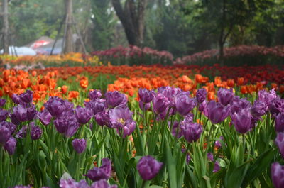 Close-up of purple flowers in park