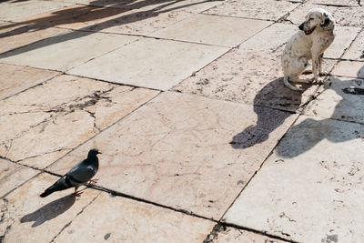 Side view of a dog on ground