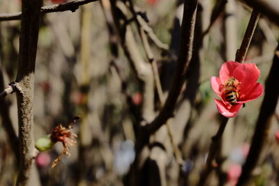 Close-up of red cherry blossom