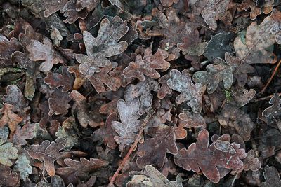 Full frame shot of leaves on land