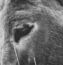 Close-up of a horse