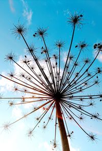 Low angle view of flower tree against sky