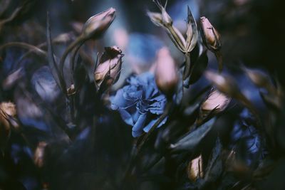 Close-up of purple flowering plants