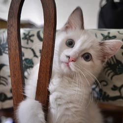 Close-up of cat looking away