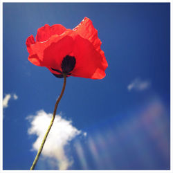 Low angle view of flowers against clear sky