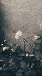 High angle view of white flowering plant