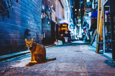 Cat sitting on footpath in alley